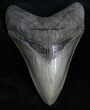 Absolute Killer Megalodon Tooth #11996-1